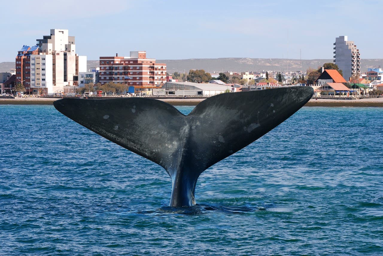 Puerto Madryn — Secretaría de Turismo de Puerto Madryn